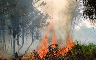 forest fire indonesia kalimantan