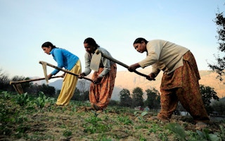 Women farmers at work in their vegetable plots near Kullu town, Himachal Pradesh, India