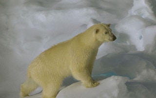Polar bear on melting svalbard ice