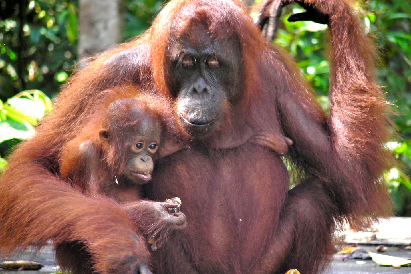 mama orangutan