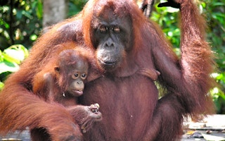 mama and baby orangutan