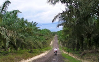 A palm oil plantation in Borneo with a road down the middle and people travelling