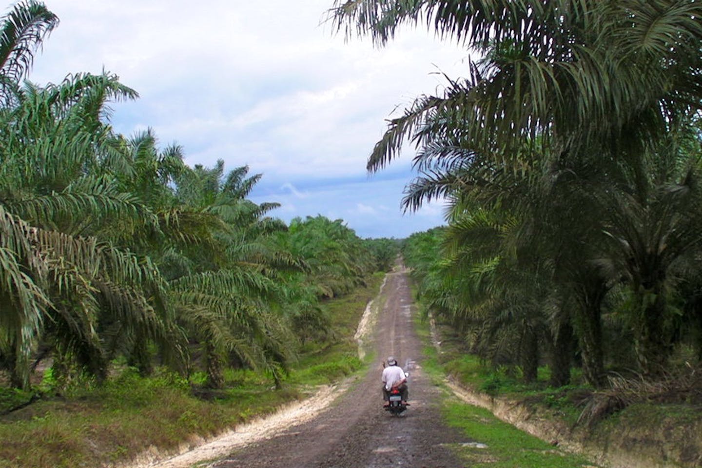 A palm oil plantation in Borneo with a road down the middle and people travelling