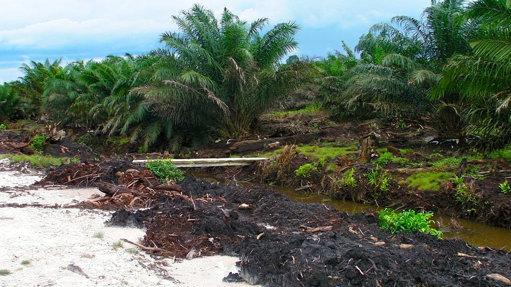 peats planted with palm