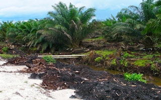peats planted with palm