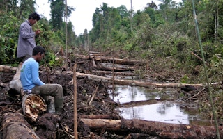 tearing forests in tanjung puting national park borneo
