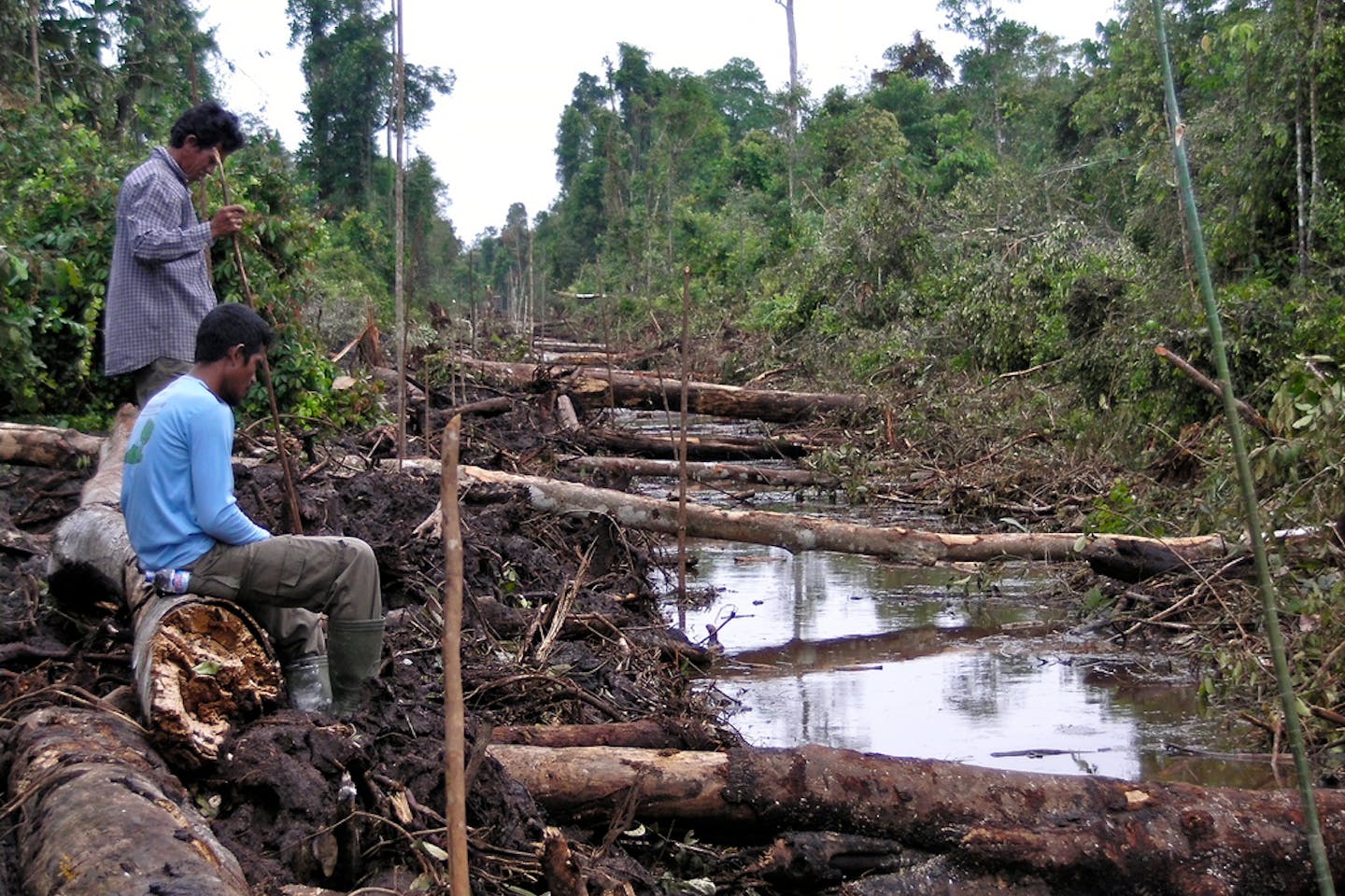 tearing forests in tanjung puting national park borneo