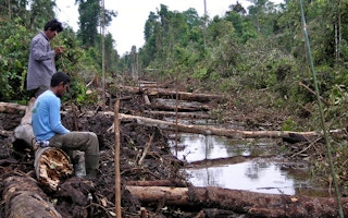 peat restoration indonesia
