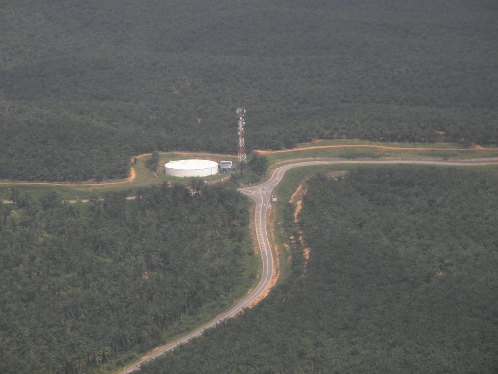 palm oil plantation aerial jt