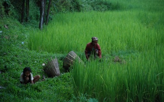 Nepalese farmers of Rupa Lake Cooperative gathering fodder grass.
