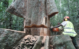 man cuts timber