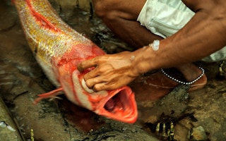 fish caught indonesia