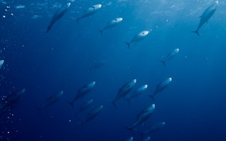tuna ocean mexico