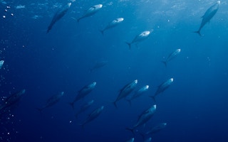 Tuna swimming in the sea