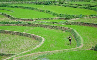 Rice paddy farmer in Sri Lanka