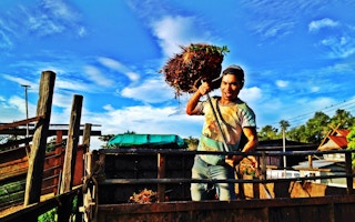 Malaysian oil palm worker