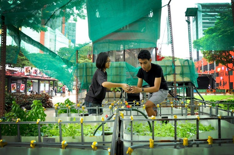 Singapore Urban Farming