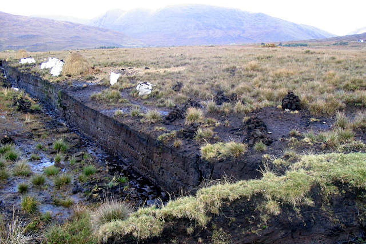 carbon peatland