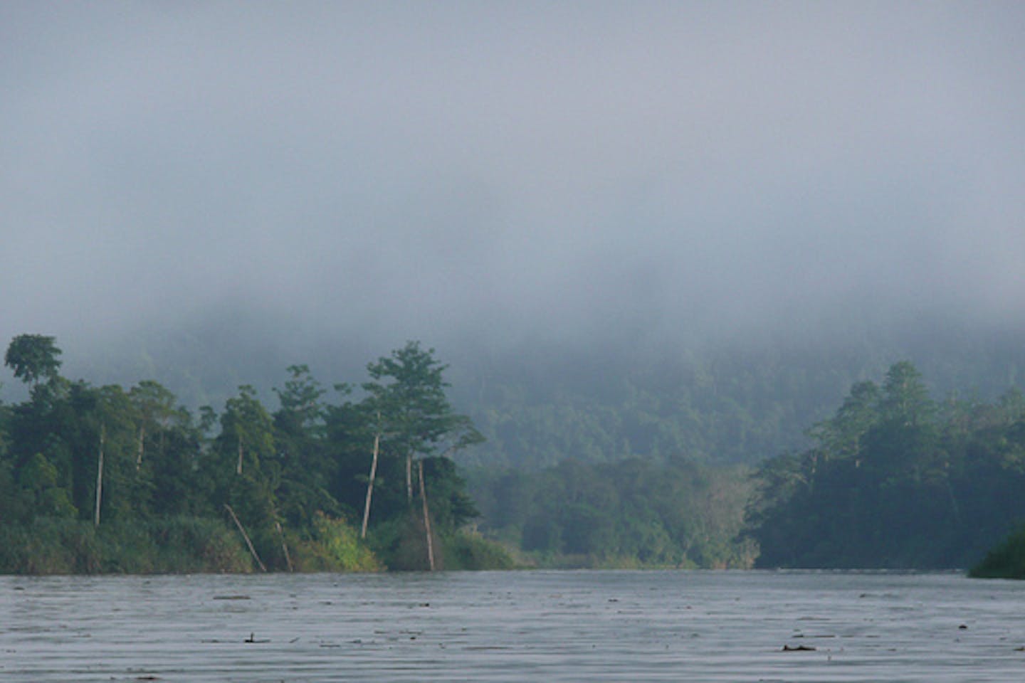 flora and fauna of borneo