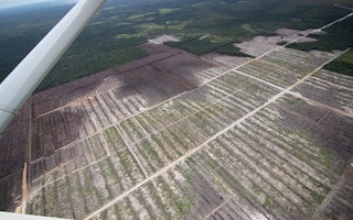 deforestation on  peatlands in Indonesia
