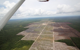 peatland deforestation in Borneo