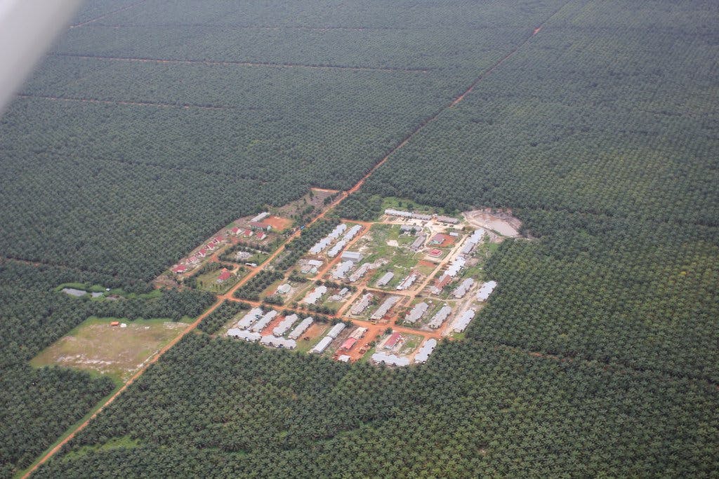 palm oil central kalimantan id