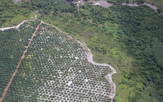 oil plantation encroaches upon forests