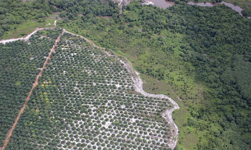  Many commitments, little transparency in cutting deforestation from corporate supply chains