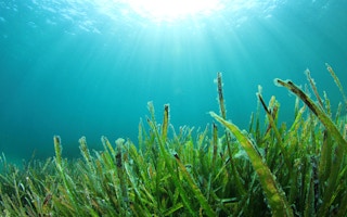 Australian seagrass