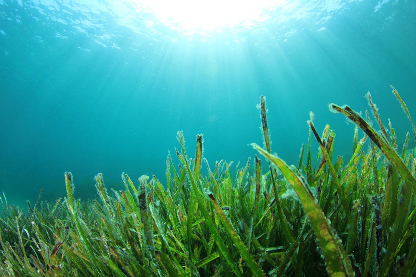 Australian seagrass