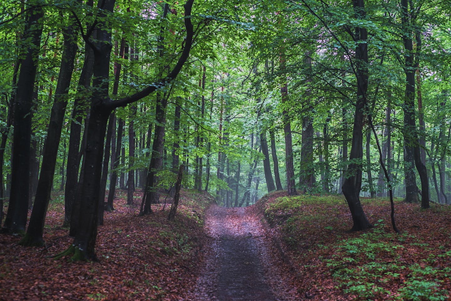 forests