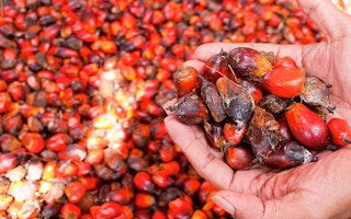 oil palm fruits