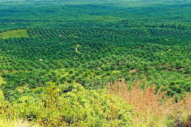 palm oil plantation landscape