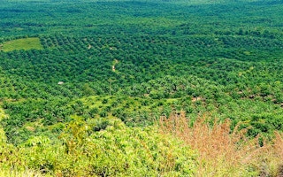 palm oil plantation landscape
