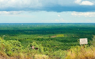 oil palm plantation in east kalimantan