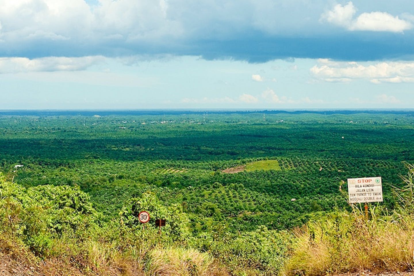 oil palm plantation in east kalimantan