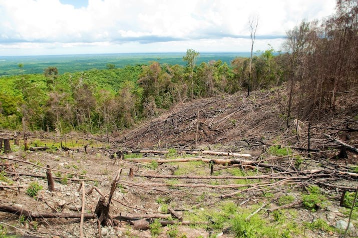 cleared land gunung lumut