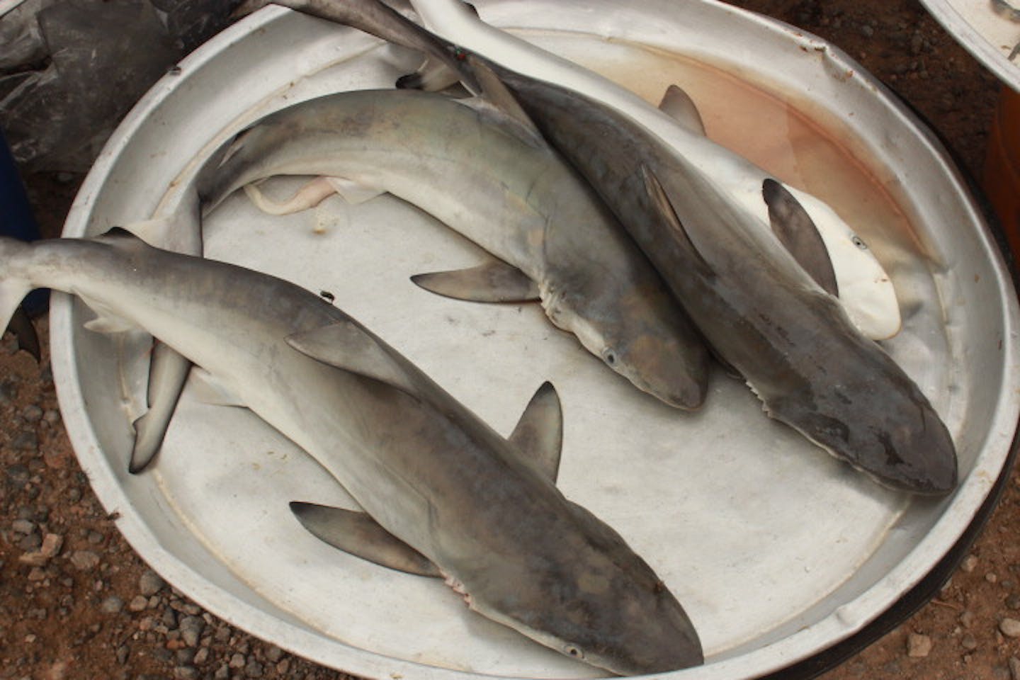 shark's fin