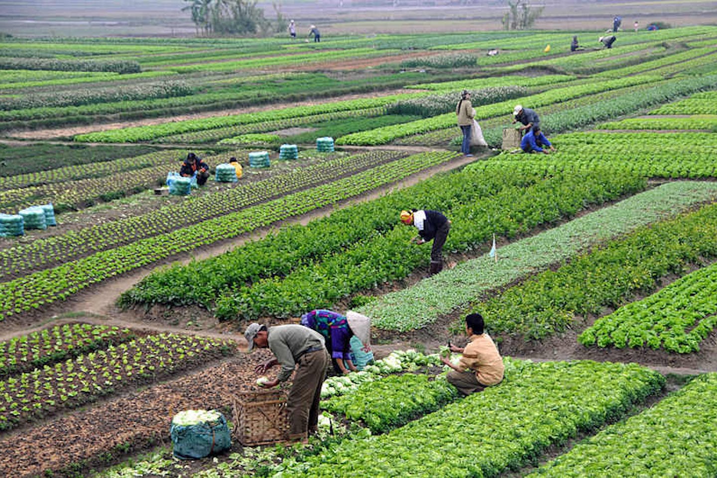 When agricultural workers go hungry | Opinion | Eco-Business | Asia Pacific
