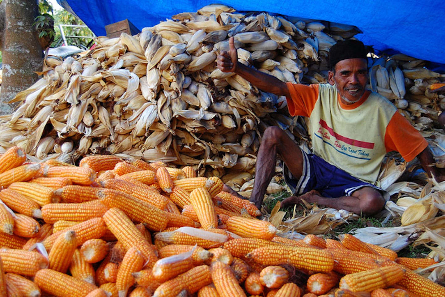 corn farmer