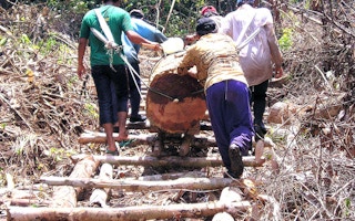 illegal logging indonesia