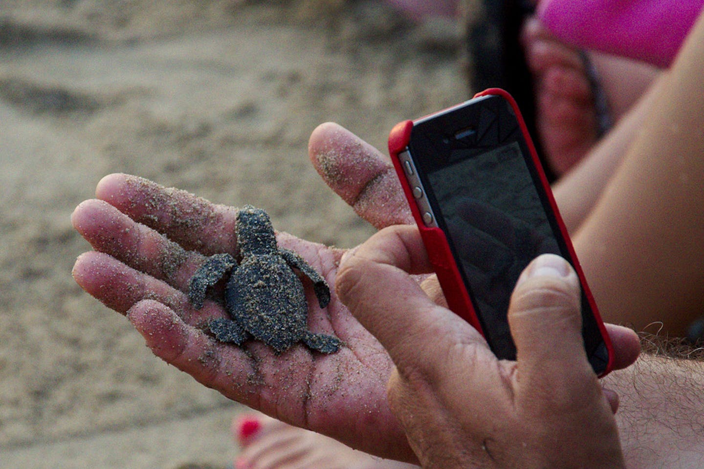 best read stories baby turtles