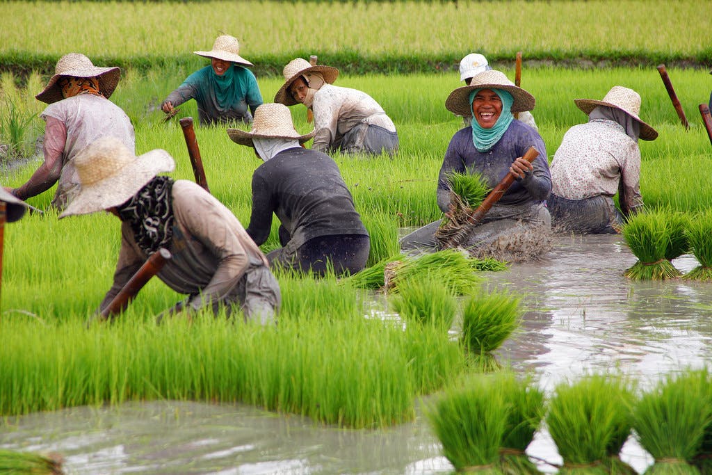 rice fields philippines