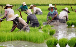 rice fields philippines