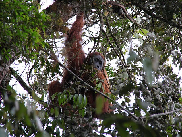 orangutan aceh mt leuser