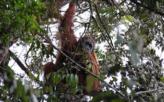 orangutan aceh mt leuser