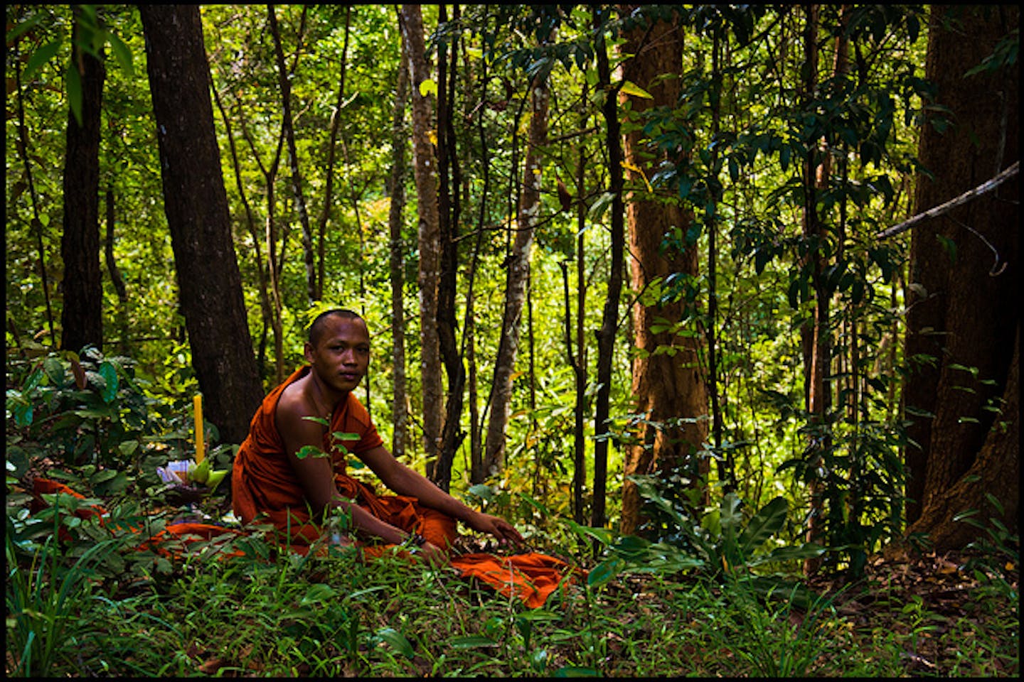 listening to forests