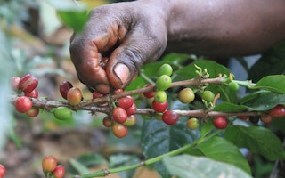 coffee farmer harvest cherries