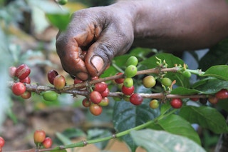 coffee farmer harvest cherries