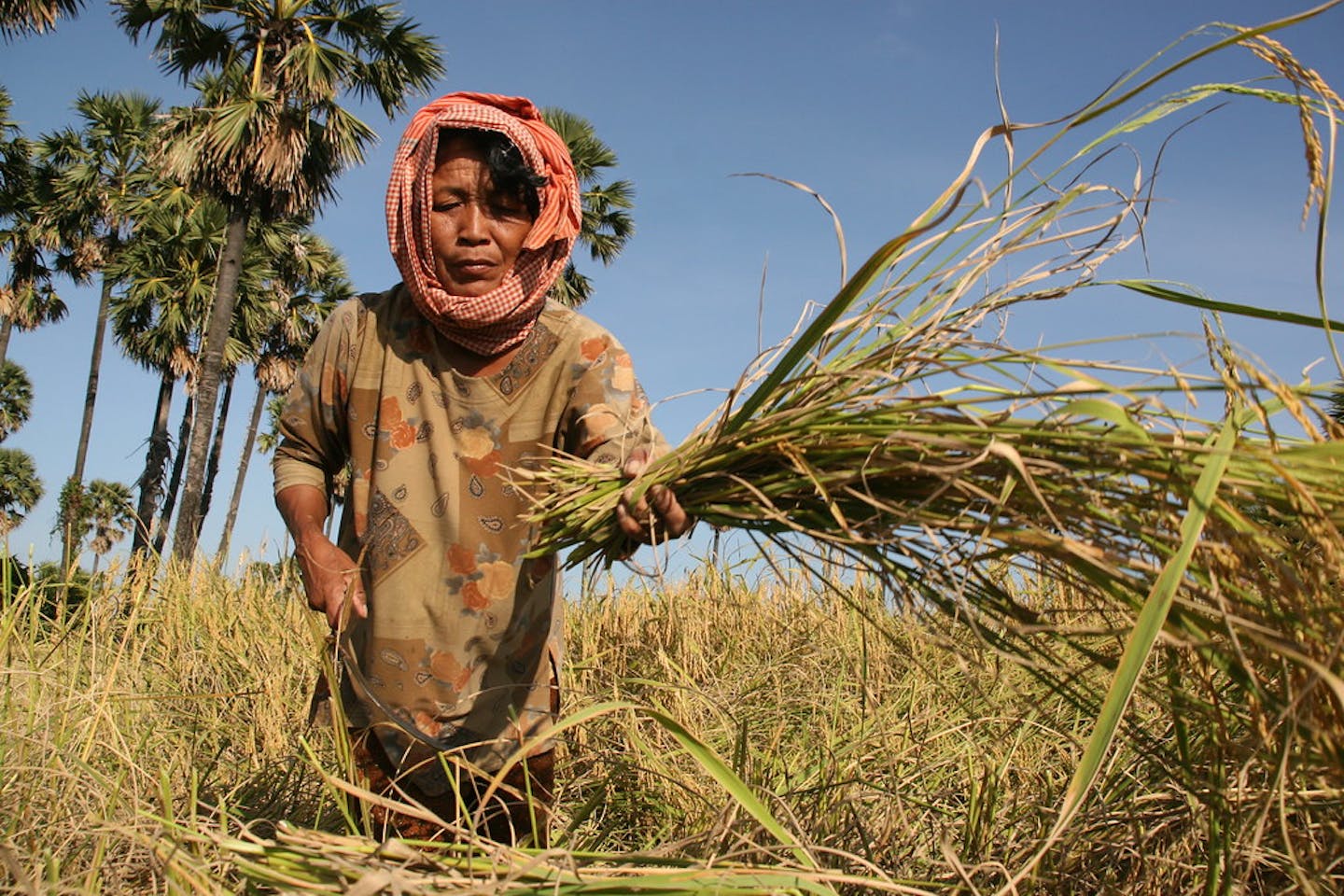 cambodia farmer